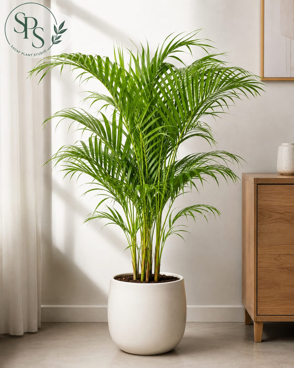 Areka palm trees add more life to your spaces and corners. Towering every other plant it adds a natural vibe to your reading spaces, lounges and corners besides your sofasets and TV sets. 
Add versatility with custom indoor plant arrangement.
