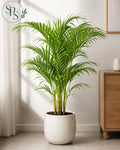 Areca Palm
