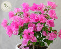Bougainvillea