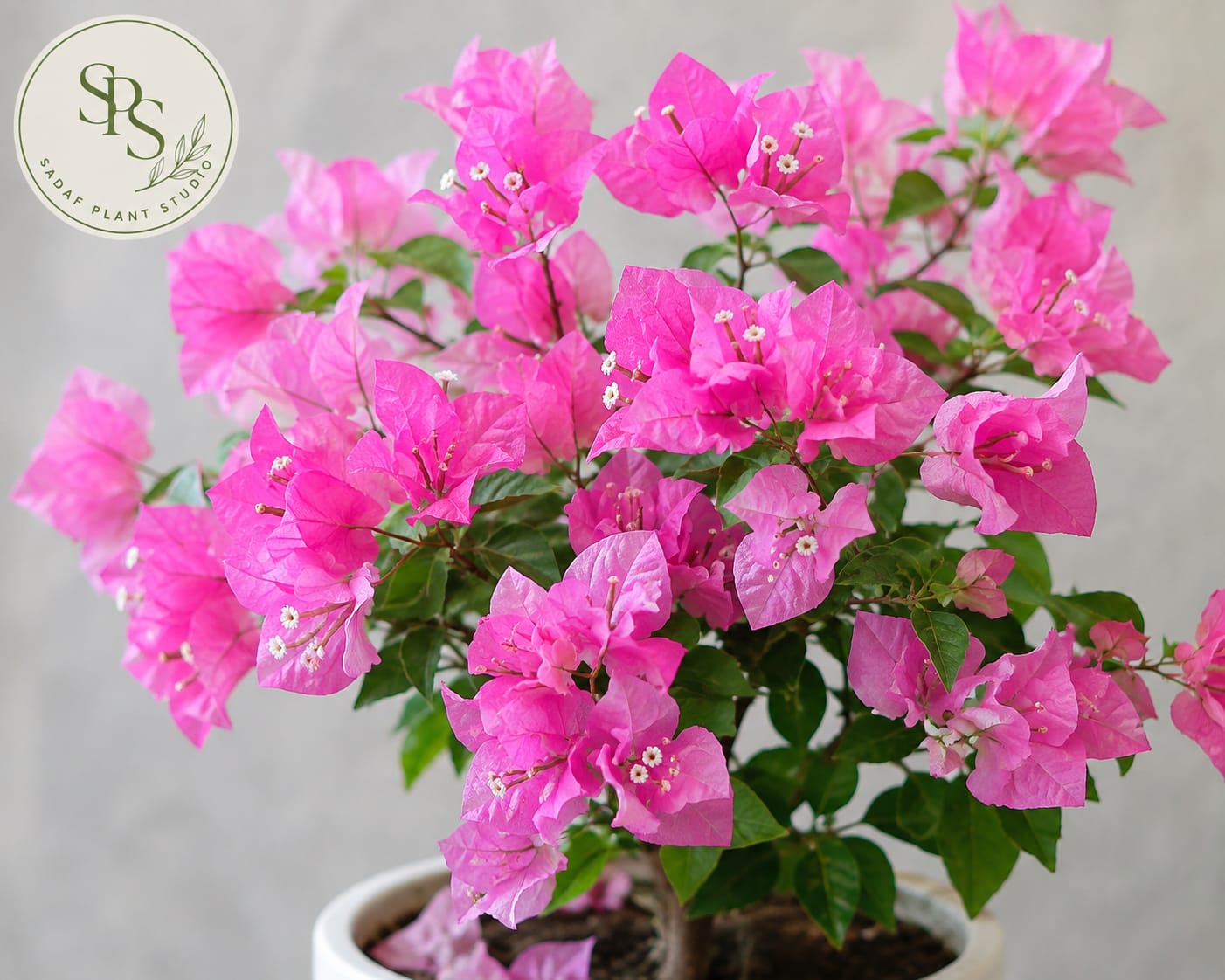 Bougainvillea