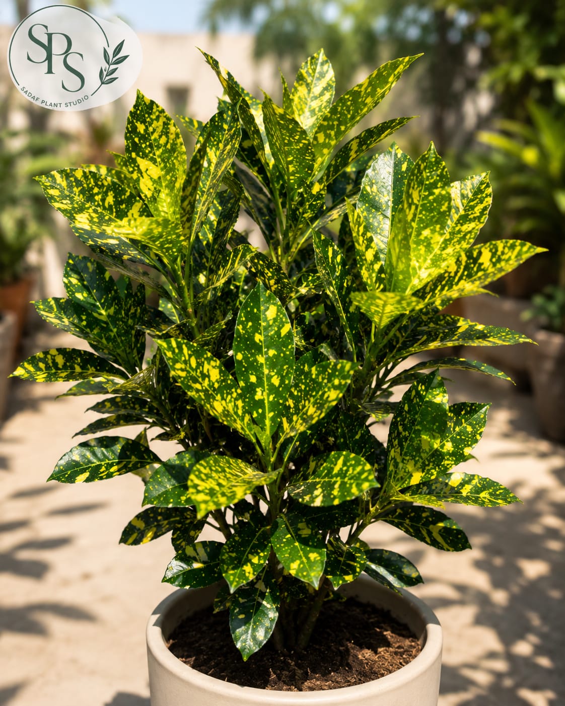 Yellow Croton Dust - Rs.900