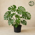 Monsterra upgrades your decor your living room with dominating presence. Add Areeka Palm, Rubber plant to your custom indoor plant arrangement and see your interiors come to life