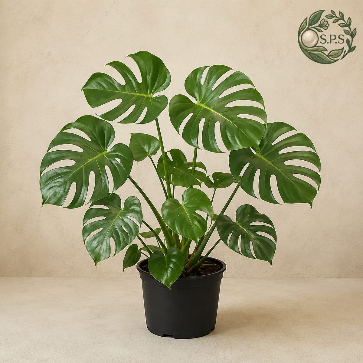 Monsterra upgrades your decor your living room with dominating presence. Add Areeka Palm, Rubber plant to your custom indoor plant arrangement and see your interiors come to life