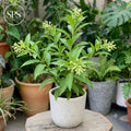 Raat ki Raani (Night Blooming Jasmine) - Rs.1000