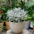 Silver Dust - Rs.1000
