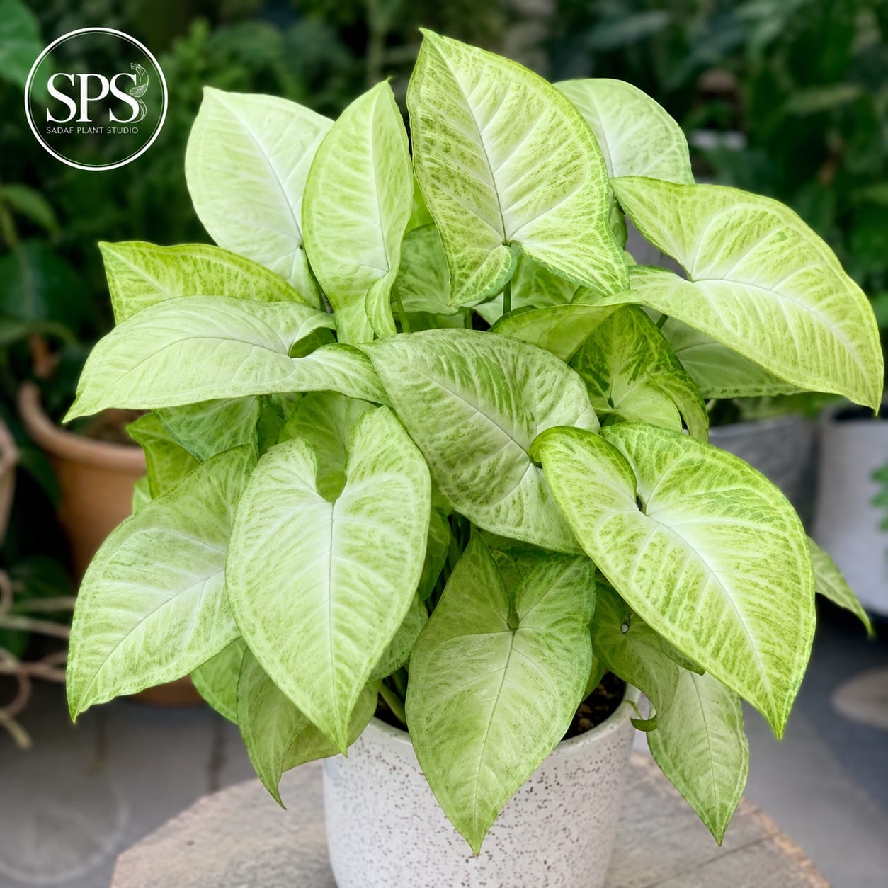 Syngonium - Rs. 900