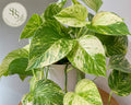 Small leaf green variegated Money Plant  (3 Feet)