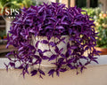 Tradescantia (Red Scantia, Purpurea)