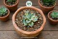 Agave / Agaff - Rs.1300