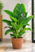 A potted banana leaf plant with vibrant green leaves in a terracotta pot, set in a bright indoor space with natural light. The SPSA Plant Studio logo is visible on the center leaf.