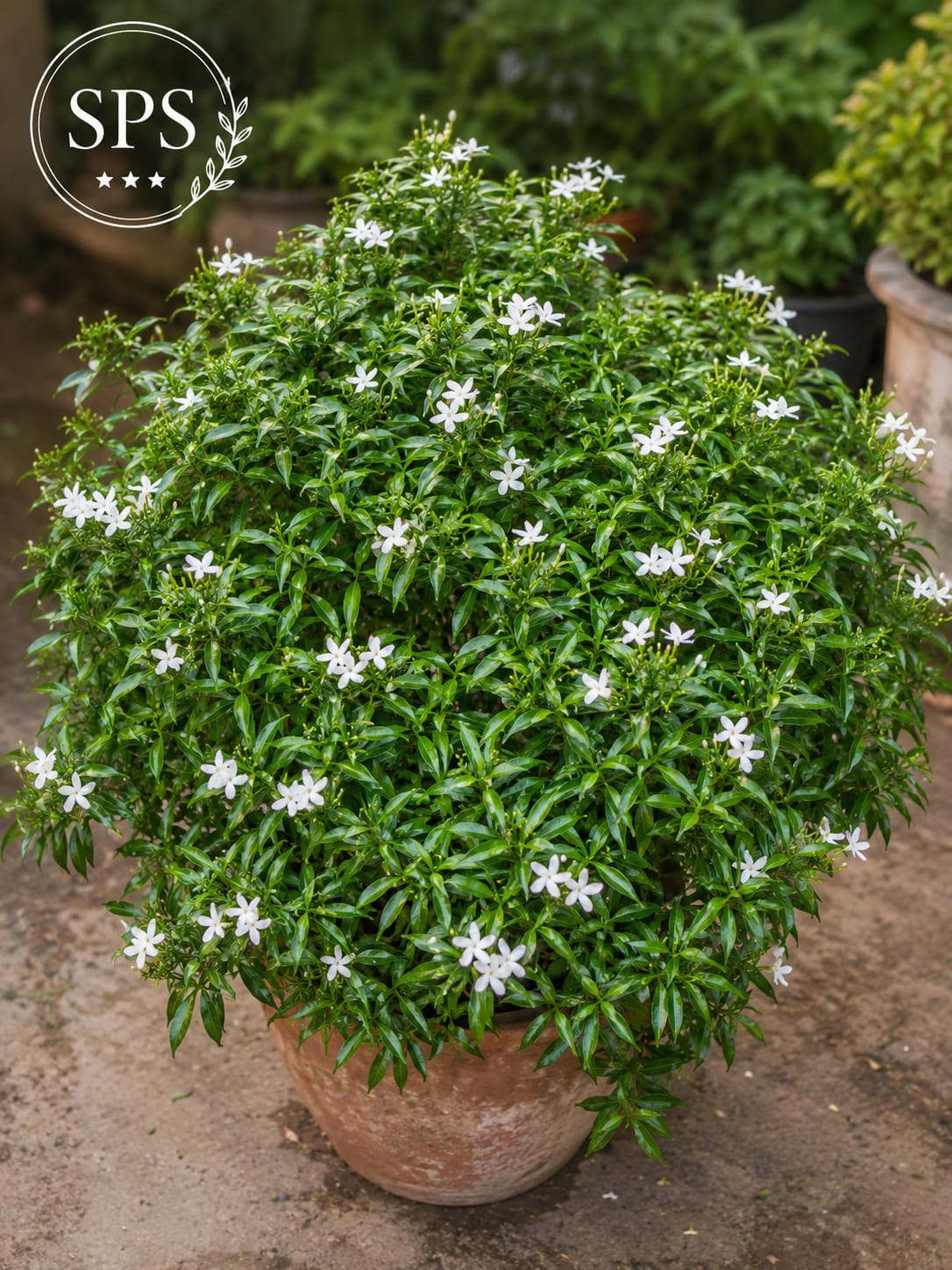 Chandni (Snowflake)