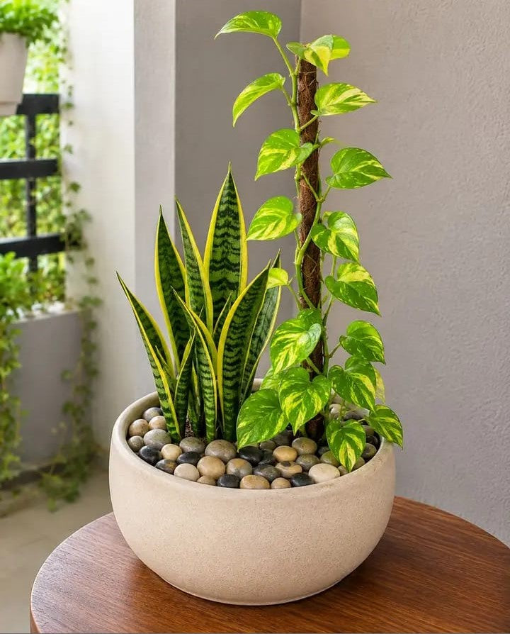 Customized Plant Arrangement - from Rs.3000 and up