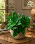 Dwarf Variegated Snake Plant - Rs. 1600