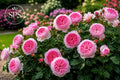 English Rose