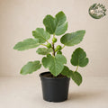 Fig - Injeer - [Rs.800]