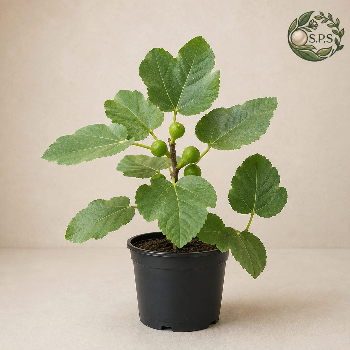 Fig - Injeer - [Rs.800]