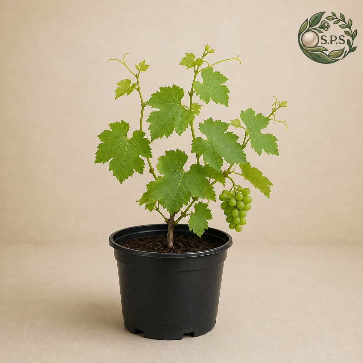 Grapes (Angoor) - [Rs.700]