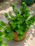 Mini Jade