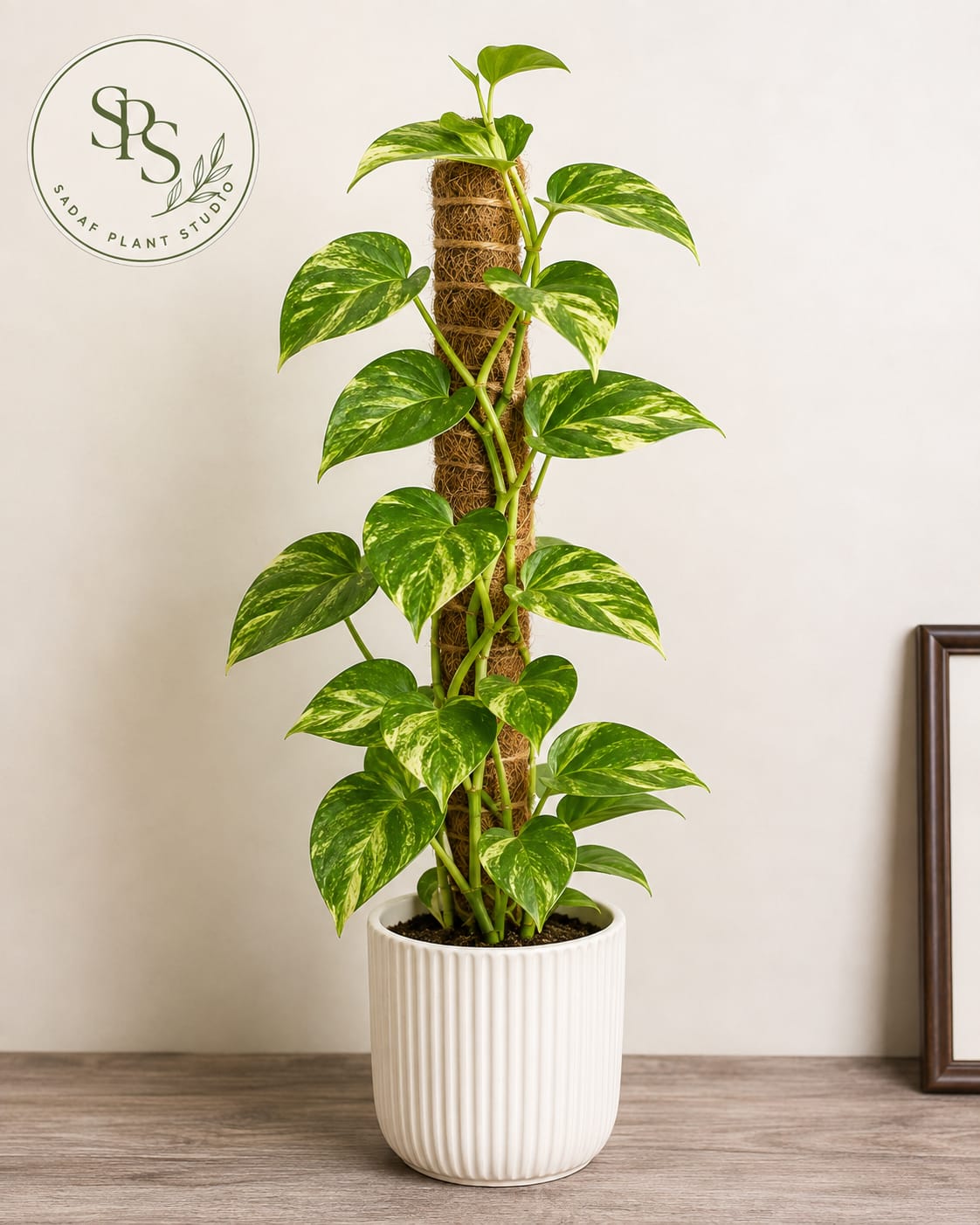 Short Leaf Variegated Money Plant