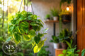 Mini Money Plant