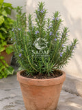 A potted rosemary plant with green needles and small purple-blue flowers, in a terracotta pot on a stone surface against a light wall. 