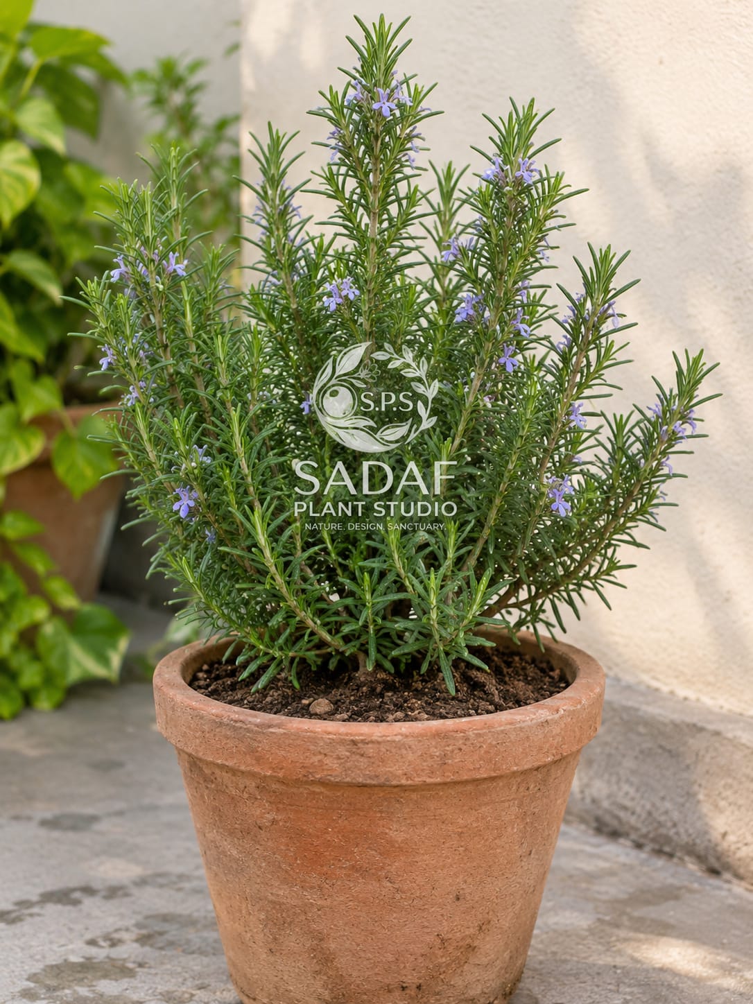 A potted rosemary plant with green needles and small purple-blue flowers, in a terracotta pot on a stone surface against a light wall. 