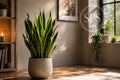 Variegated Snake Plant