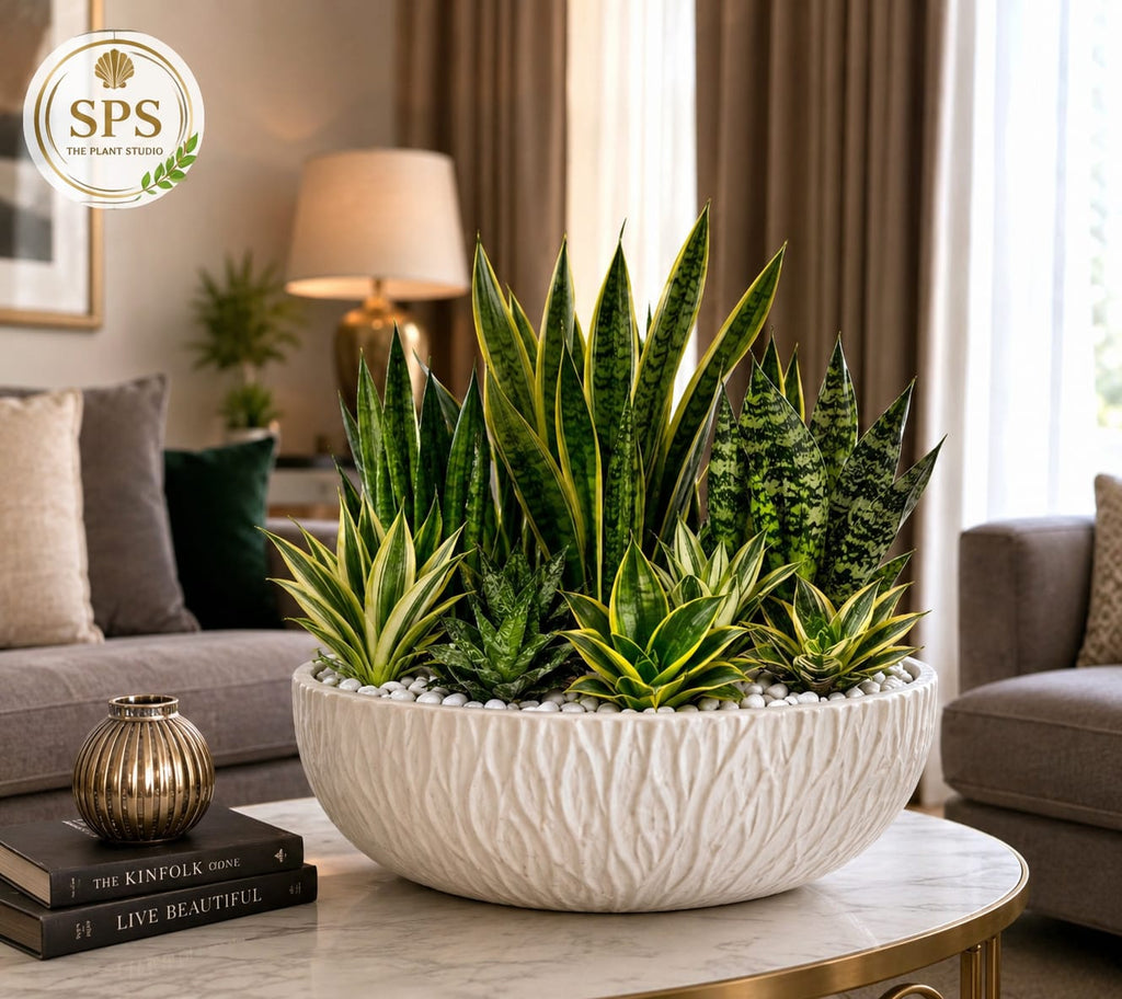 Customized Plant Arrangement - from Rs.3000 and up