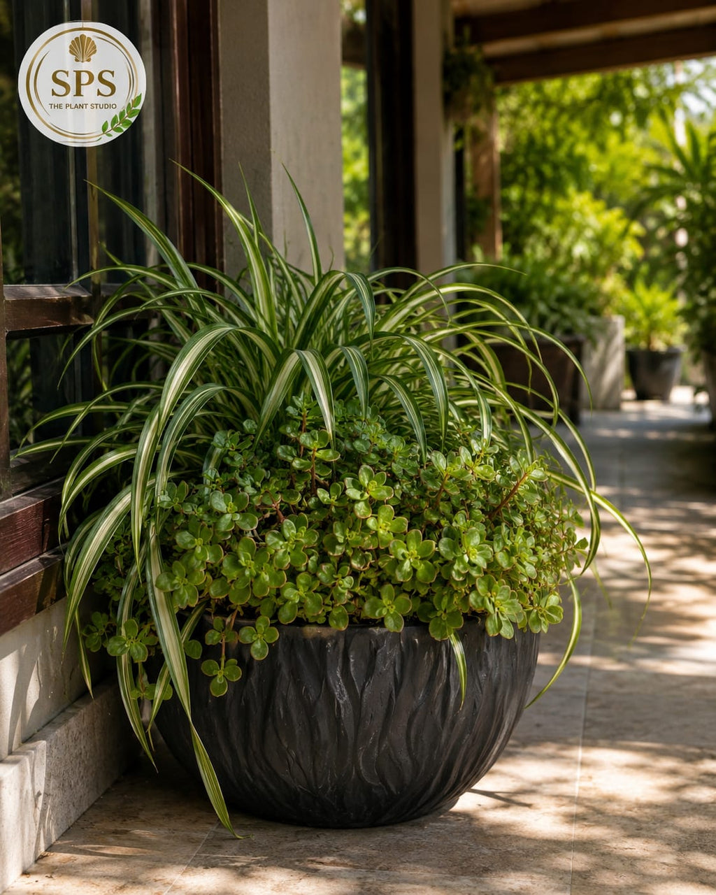 Customized Plant Arrangement - from Rs.3000 and up