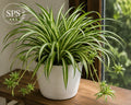 Spider Plant