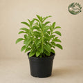 Stevia - [Rs.700]
