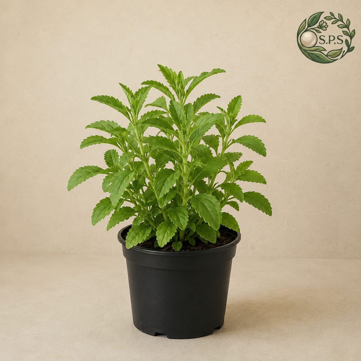 Stevia - [Rs.700]